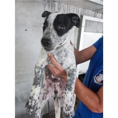 ISAIA, male puppy mixed breed for adoption at Dog Park Salerno