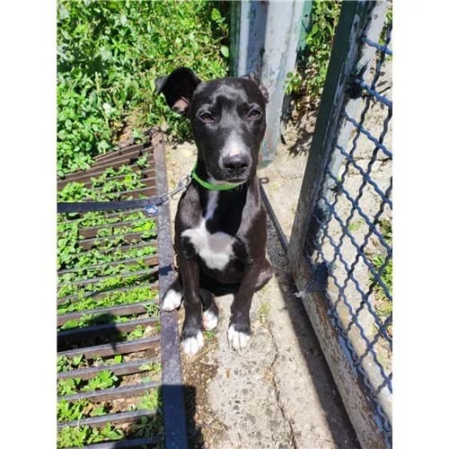 CLEOPATRA, female puppy mixed breed for adoption at Dog Park Salerno