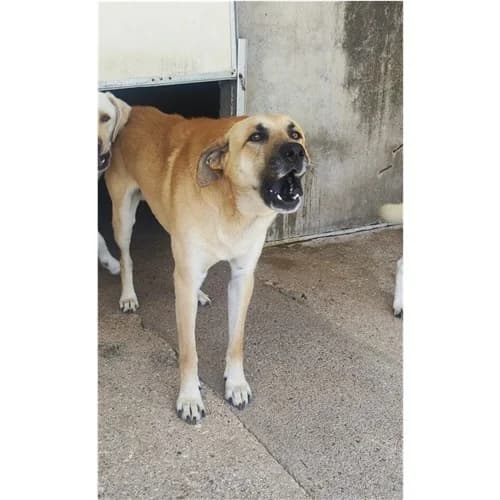 TEQUILA,  (Dog Park Salerno)