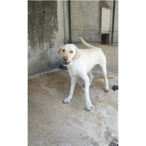 BIANCO,  (Dog Park Salerno)