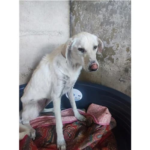 BIANCA,  (Dog Park Salerno)