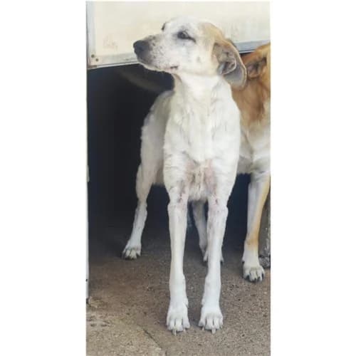MOLLY,  (Dog Park Salerno)