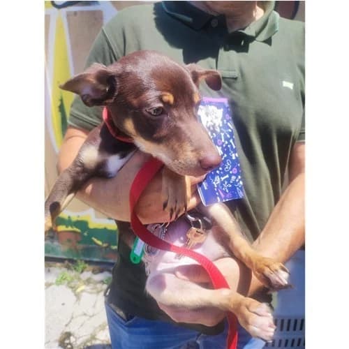 LILLY, female puppy mixed breed for adoption at Dog Park Salerno