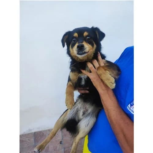 TONINO, male 4yo mixed breed for adoption at Dog Park Salerno