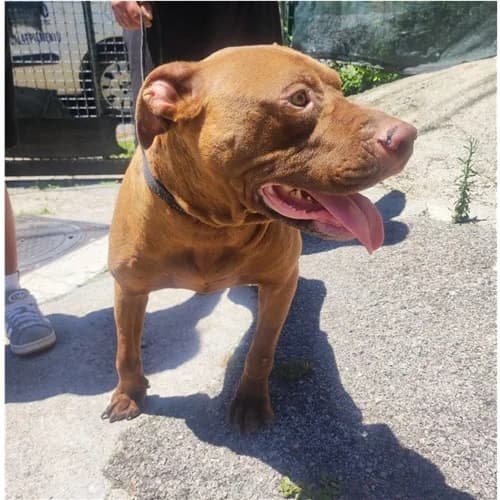 PUPO, male 3yo mixed breed for adoption at Dog Park Salerno