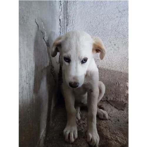 LAIKA, female puppy mixed breed for adoption at Dog Park Salerno