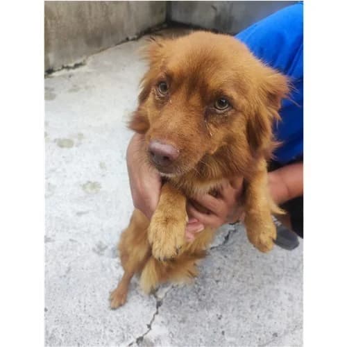 JOHNNY, male young mixed breed for adoption at Dog Park Salerno