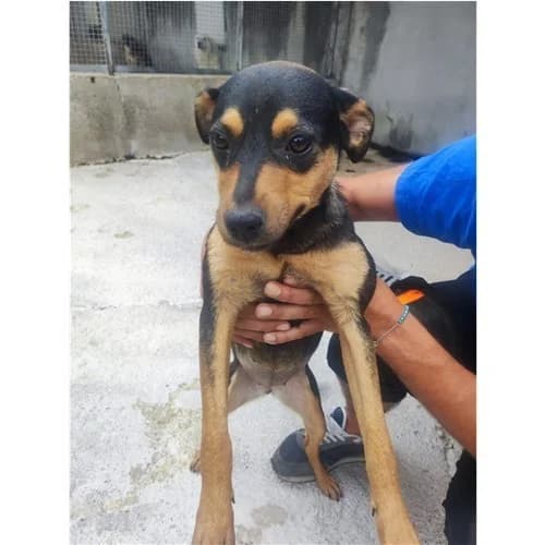 TINETTA, female young mixed breed for adoption at Dog Park Salerno
