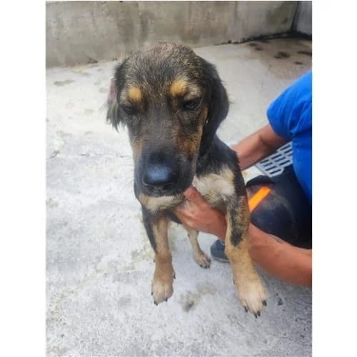 SABRINA, female young mixed breed for adoption at Dog Park Salerno