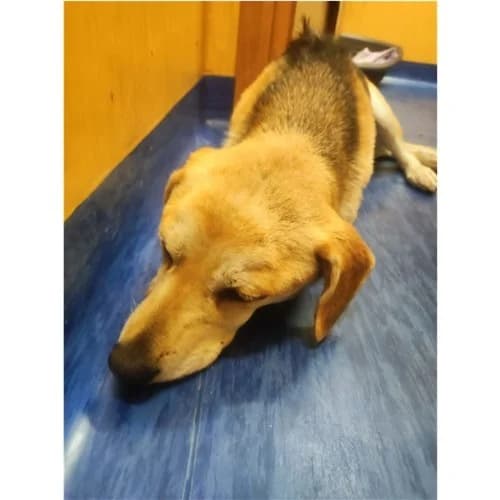 GIUDITTA, female 3yo mixed breed for adoption at Dog Park Salerno