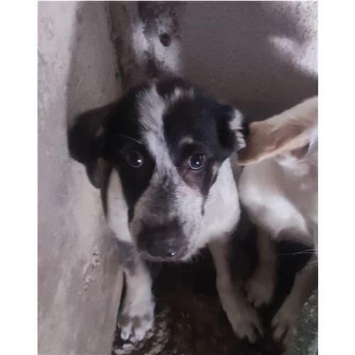 CRISTINA, female puppy mixed breed for adoption at Dog Park Salerno