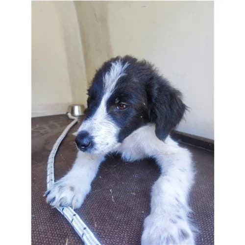 GIOSUE', male puppy mixed breed for adoption at Dog Park Salerno