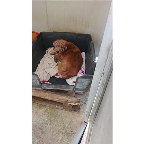 FULVIO, male 4yo mixed breed for adoption at Dog Park Salerno