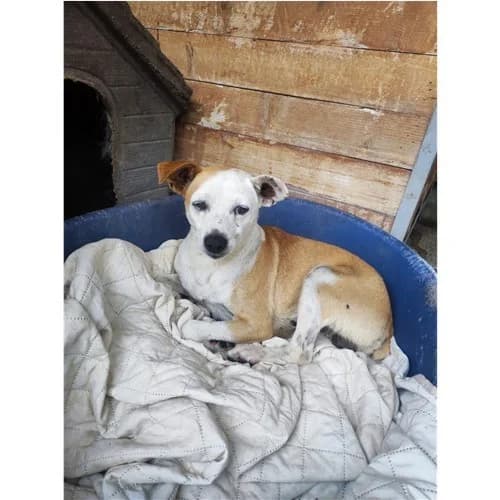 UGO, male 5yo mixed breed for adoption at Dog Park Salerno