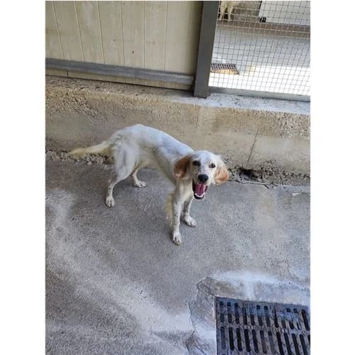 CAMILLA, female young mixed breed for adoption at Dog Park Salerno