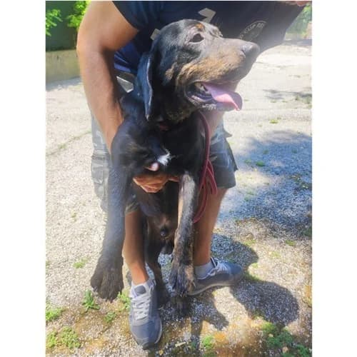 IGOR, male 5yo mixed breed for adoption at Dog Park Salerno