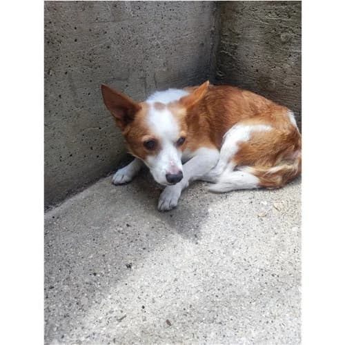 CALIPPO, male 3yo mixed breed for adoption at Dog Park Salerno