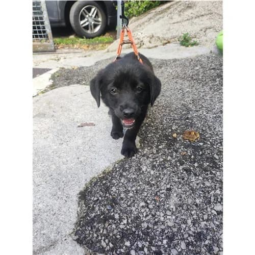 LARISSA, female puppy mixed breed for adoption at Dog Park Salerno
