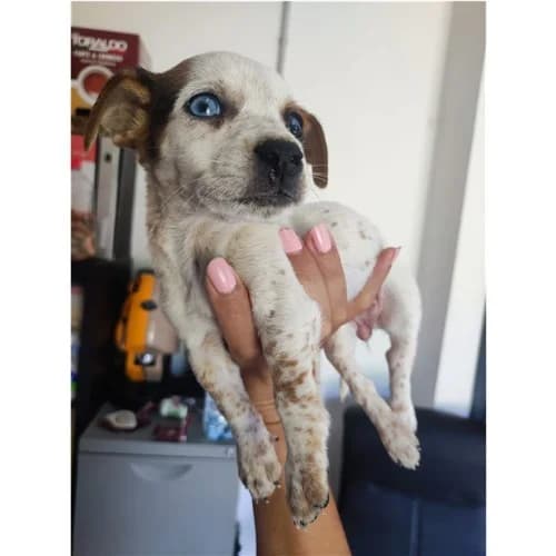 BON BON, female puppy mixed breed for adoption at Dog Park Salerno