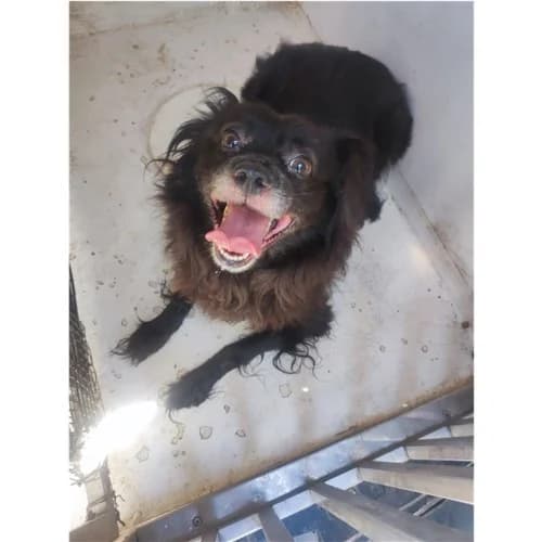 LUNA, female 7yo mixed breed for adoption at Dog Park Salerno