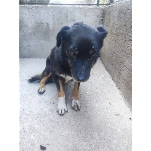 GENNI BELLO, male senior mixed breed for adoption at Dog Park Salerno