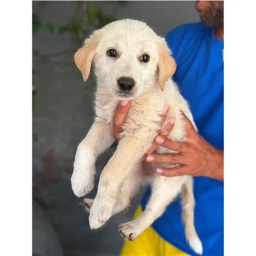 SOLE, female puppy mixed breed for adoption at Dog Park Salerno