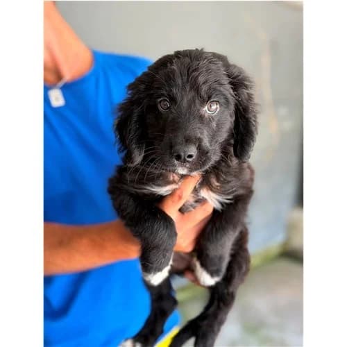 SATURNO, male puppy mixed breed for adoption at Dog Park Salerno