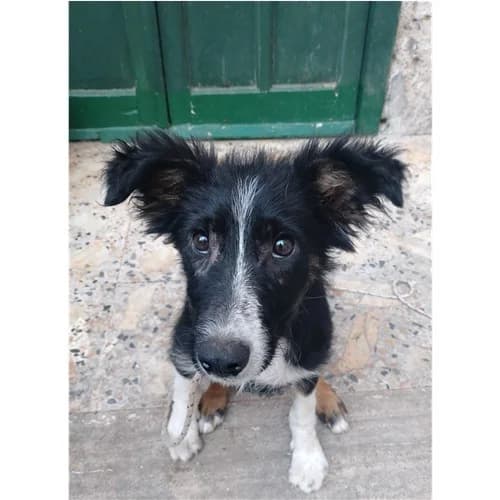 ENRICA, female puppy mixed breed for adoption at Dog Park Salerno