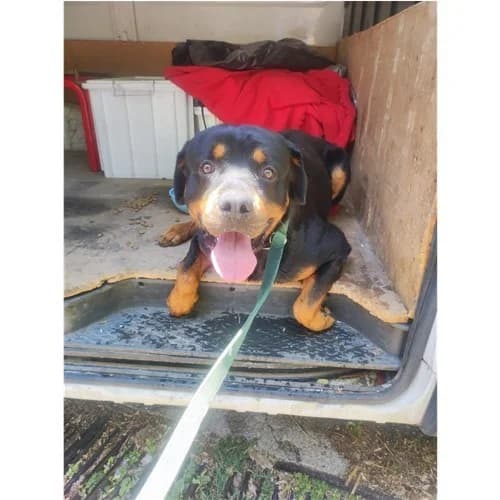 CIRO, male 4yo mixed breed for adoption at Dog Park Salerno