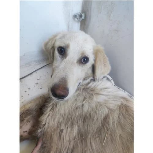 LIBIA, female young mixed breed for adoption at Dog Park Salerno