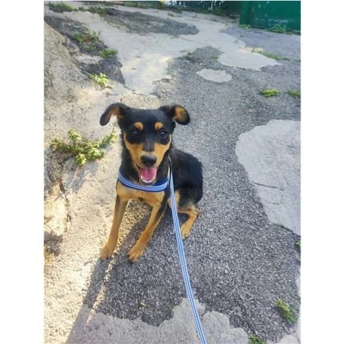 TOFFEE,  (Dog Park Salerno)