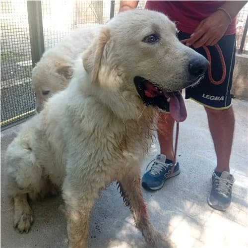 GERARDO, male 3yo mixed breed for adoption at Dog Park Salerno