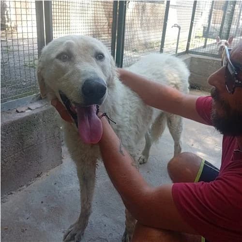 SUSY, female 3yo mixed breed for adoption at Dog Park Salerno