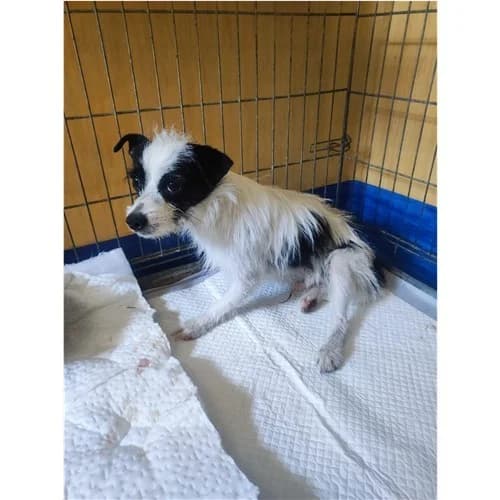 LU', male young mixed breed for adoption at Dog Park Salerno