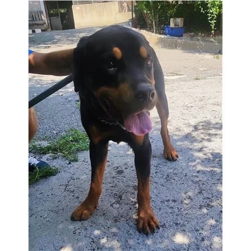 KING, male 6yo Rottweiler for adoption at Dog Park Salerno