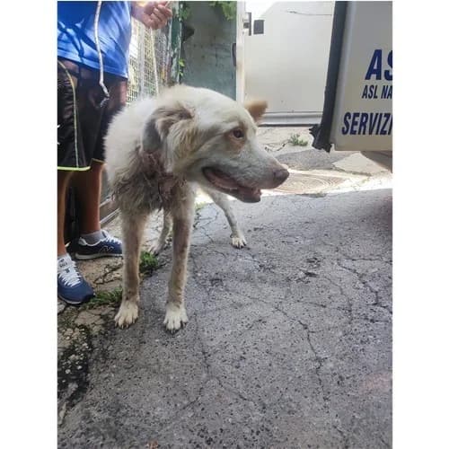 ANTONIO, male young mixed breed for adoption at Dog Park Salerno