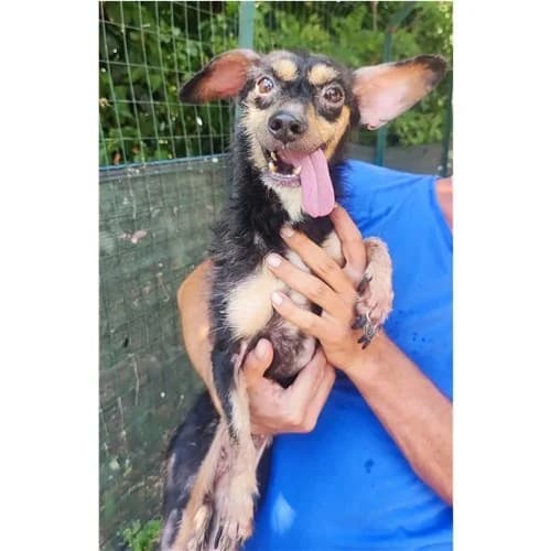 ANTONELLA, female 6yo mixed breed for adoption at Dog Park Salerno