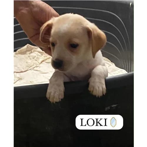LOKY, male puppy mixed breed for adoption at Dog Park Salerno