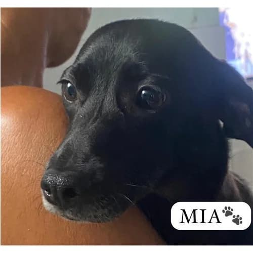 MIA, female young mixed breed for adoption at Dog Park Salerno