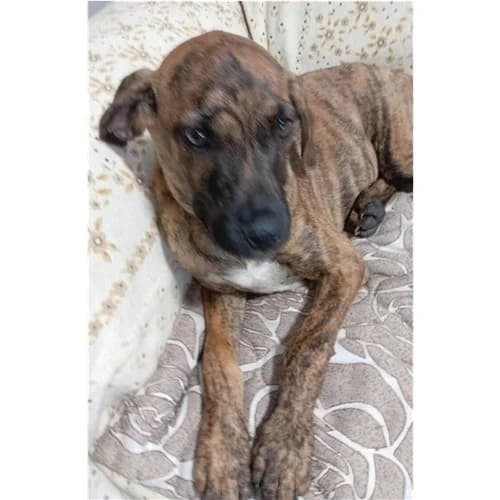 AKY, male puppy mixed breed for adoption at Dog Park Salerno