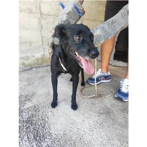 TRUDY, female young mixed breed for adoption at Dog Park Salerno