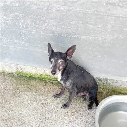 TOTO', male senior mixed breed for adoption at Dog Park Salerno