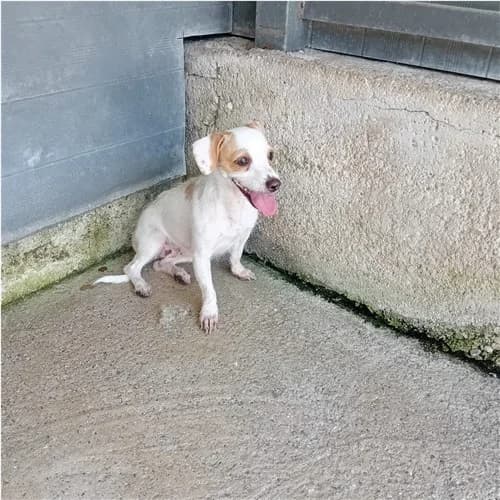 QUEEN, female young mixed breed for adoption at Dog Park Salerno