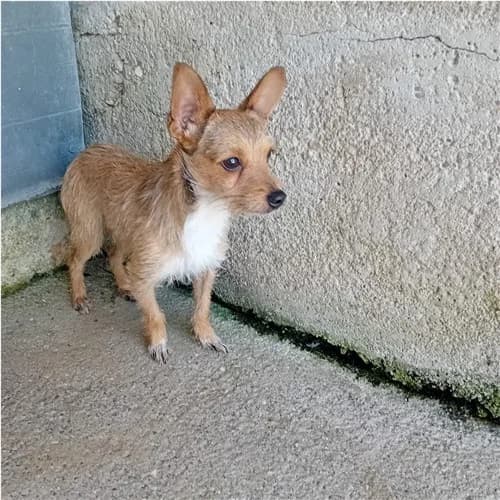 URIEL, male young mixed breed for adoption at Dog Park Salerno