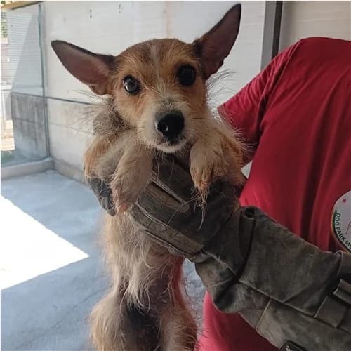 LILIHT, female young mixed breed for adoption at Dog Park Salerno