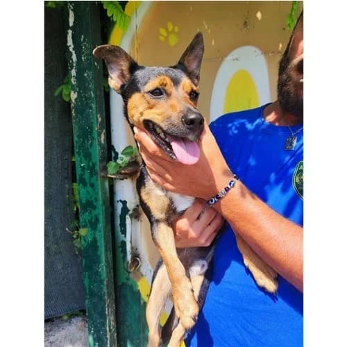 BASSET, male young mixed breed for adoption at Dog Park Salerno