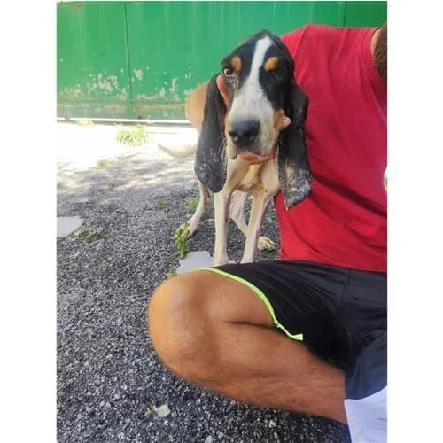 GIULIO, male 5yo mixed breed for adoption at Dog Park Salerno