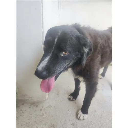CALIMERO, male 5yo mixed breed for adoption at Dog Park Salerno