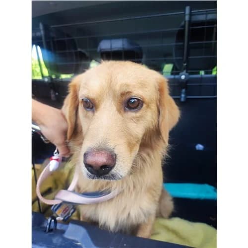 HONEY, male 4yo mixed breed for adoption at Dog Park Salerno