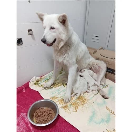 DIVA, female young mixed breed for adoption at Dog Park Salerno